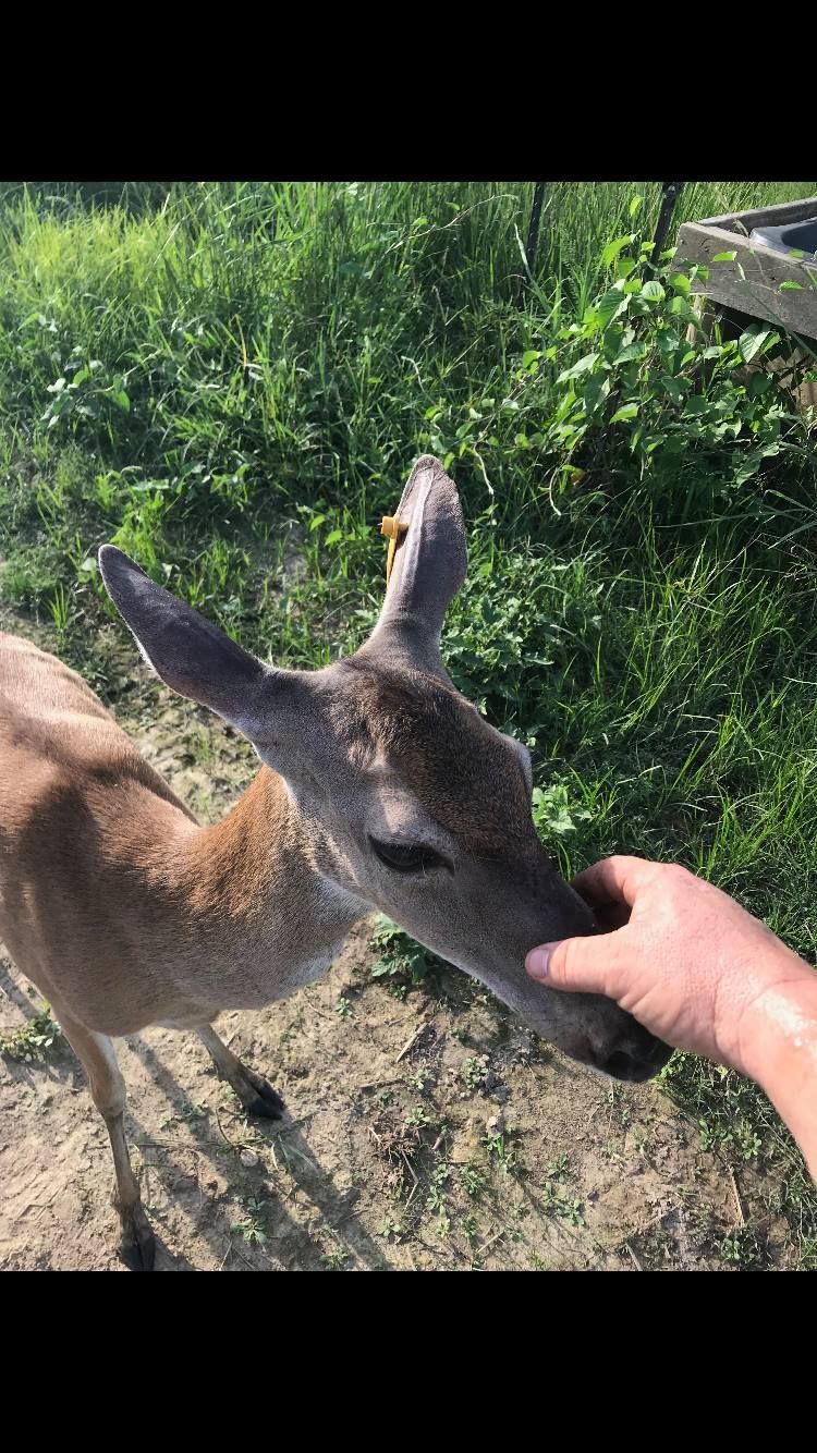 Deer being petted by a person's hand in a grassy, outdoor setting.