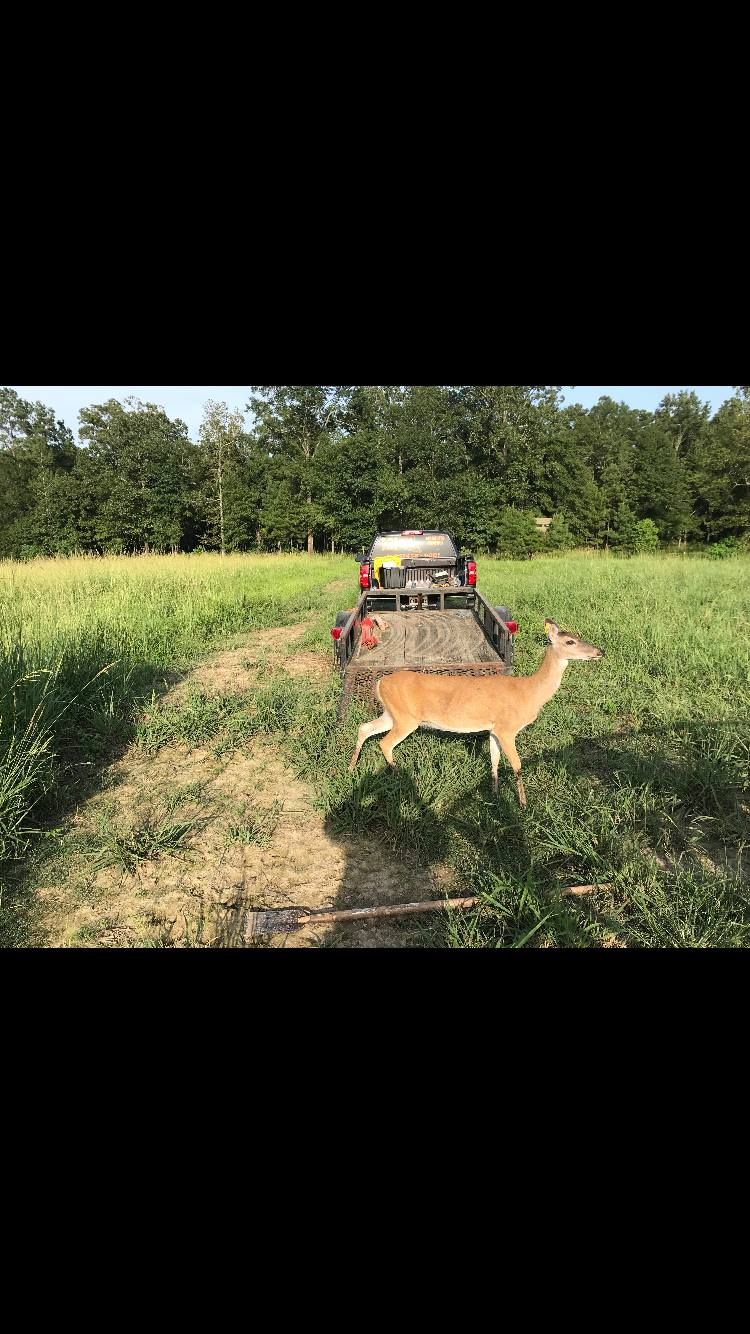 Deer walking in a grassy field, toward a parked red vehicle, trees in the background.