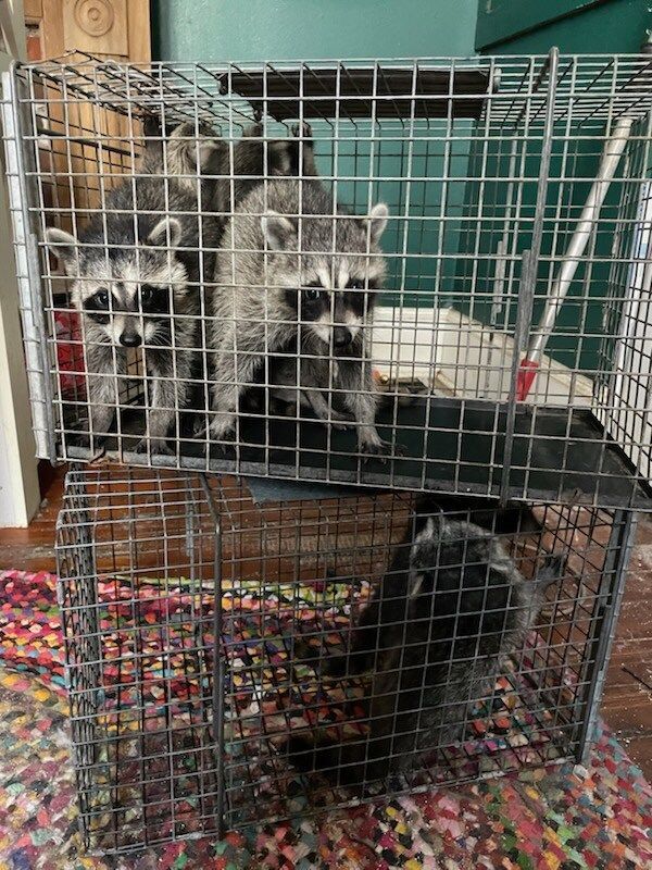 Several raccoons in wire cages.