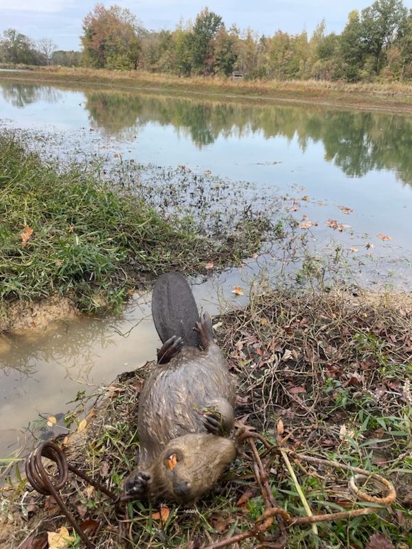 Beaver caught in a trap near a body of water, outdoors.