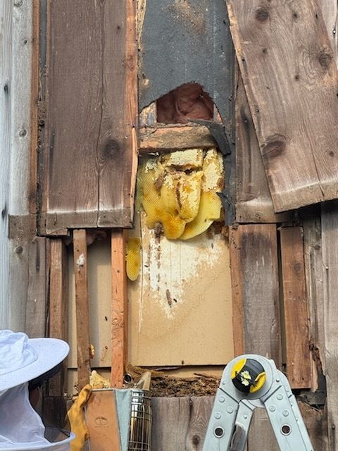 Beehive exposed inside a wooden structure; honeycombs visible. A person in a beekeeping hat is present.