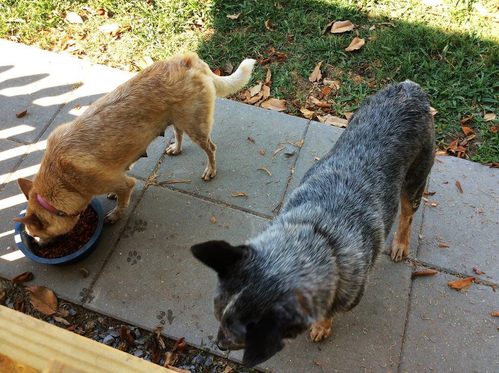 Two dogs, one tan eating from a bowl, the other blue-gray looking up, on a stone patio with grass.