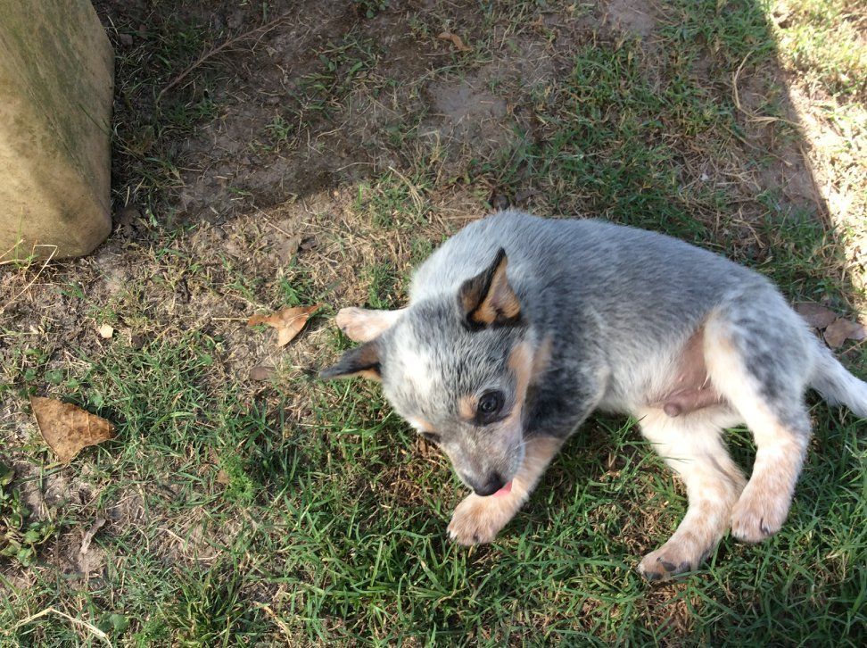 Blue heeler puppy lying on the grass, looking down with interest.