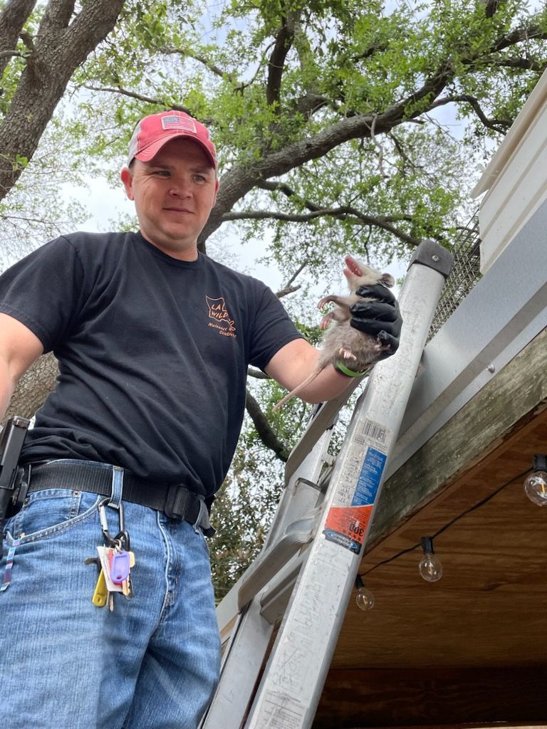 Man on ladder holding a small bird near a building's gutter, wearing black shirt and jeans.