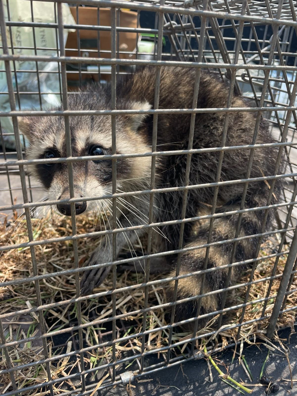 Raccoon trapped inside a metal cage, looking directly at the viewer.