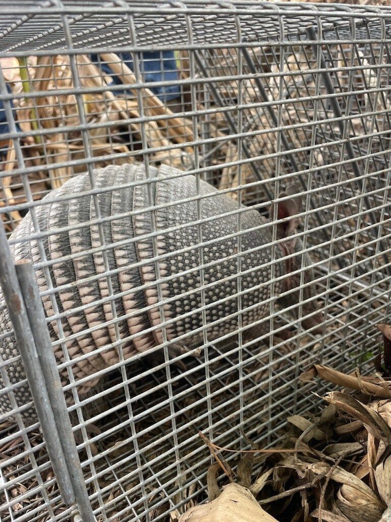 Armadillo trapped in a metal cage, outdoors with dried leaves.