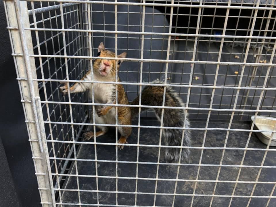 Squirrel in a metal cage, standing on its hind legs, looking out with a possible facial injury.