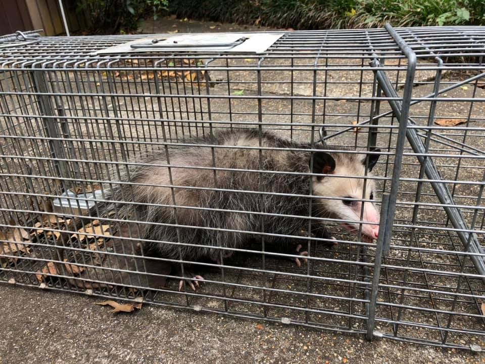 Opossum trapped in a metal cage on concrete. The opossum is gray and white, looking out.