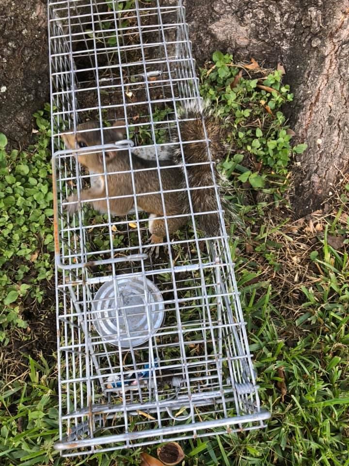 Squirrel trapped in a wire cage, lying down on grass next to a tree.