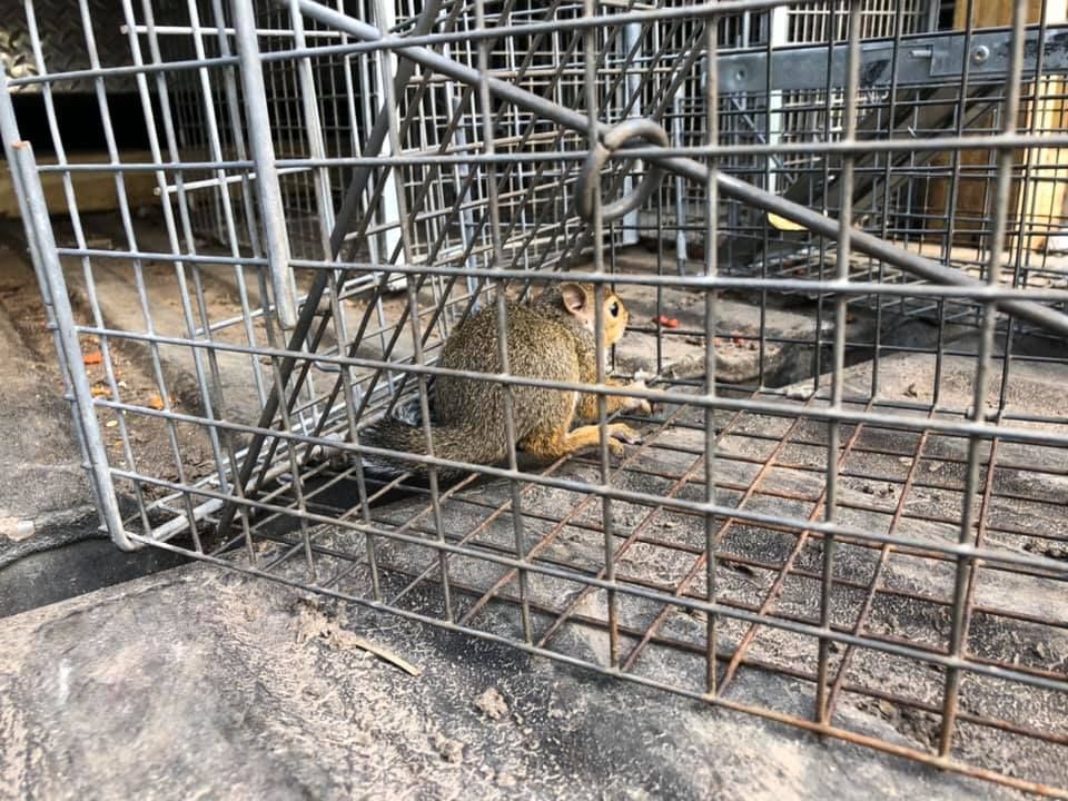 Squirrel trapped inside a metal cage on a rooftop.