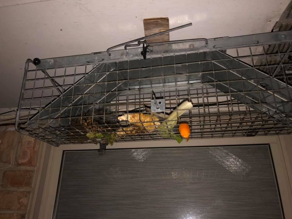 Metal cage trap mounted above a window, baited with vegetables.