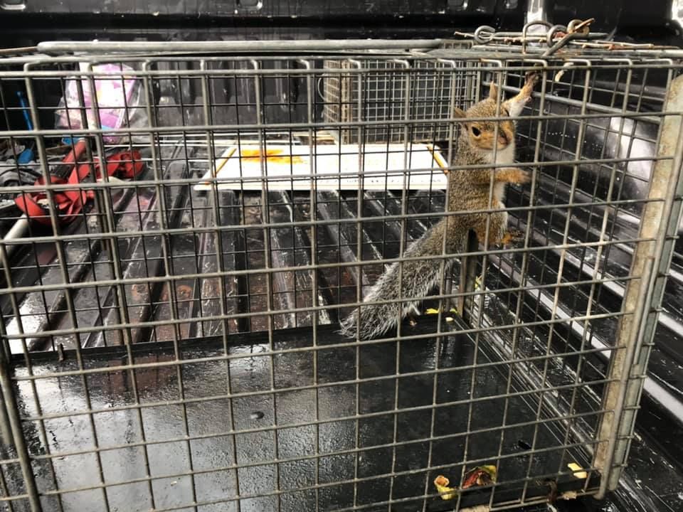 Gray squirrel trapped in a wire cage inside a truck bed, holding onto the cage bars.
