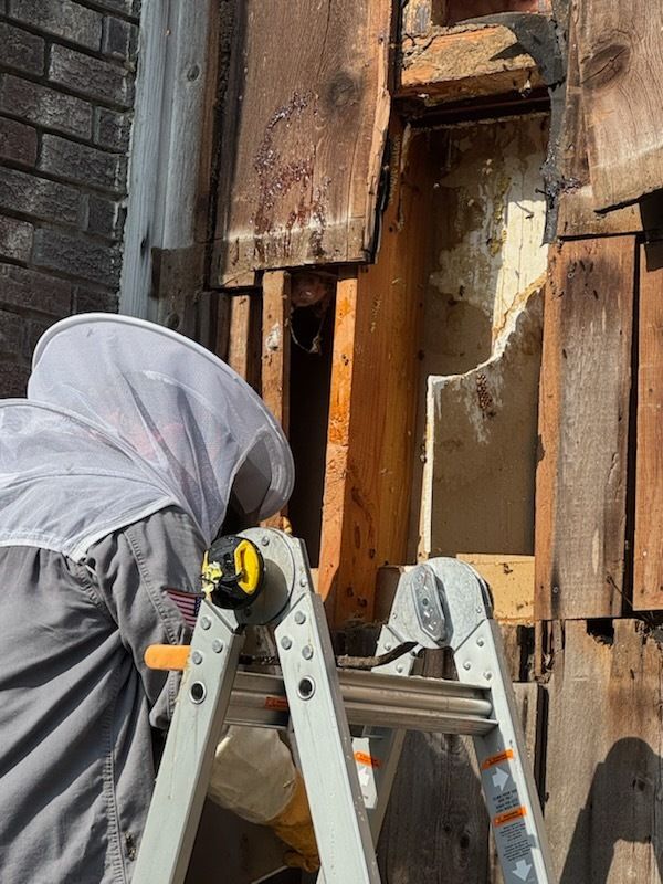 Beekeeper in protective suit removes a bee hive from a wooden wall, working on a ladder outdoors.