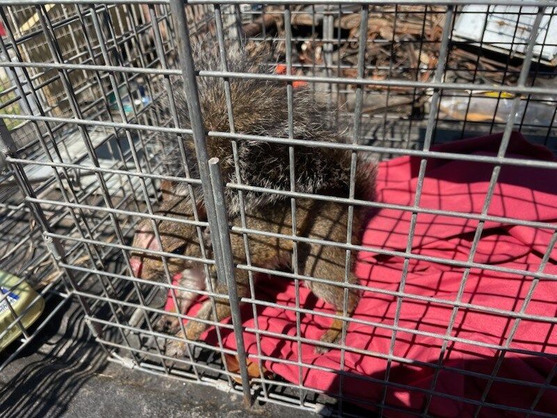 Squirrel in a metal cage on a red blanket outdoors.