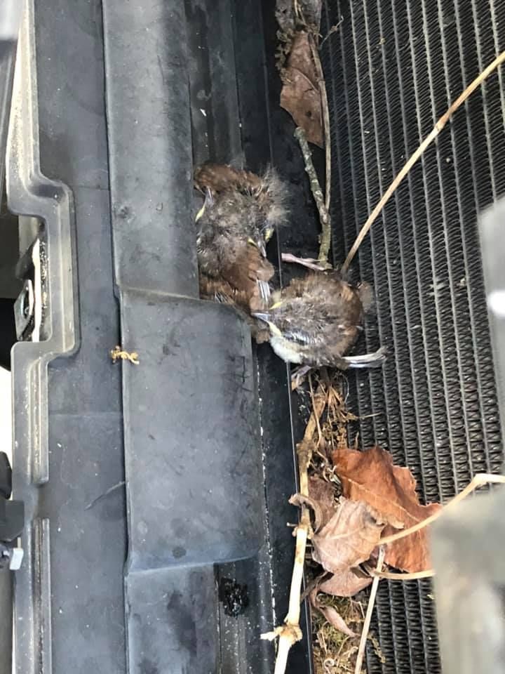 Dead birds, leaves, and twigs in a car's radiator.