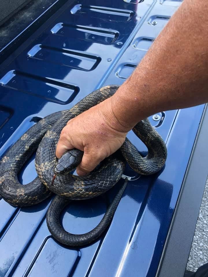 Person's hand holding a dark-colored snake on a blue surface.