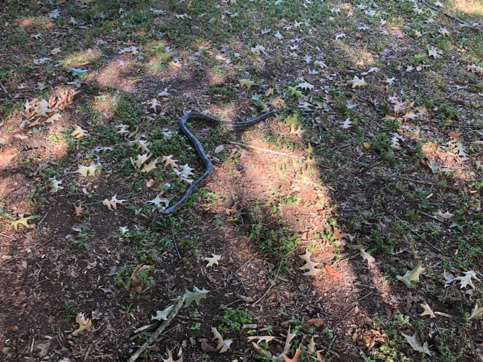 A dark-colored snake on the ground, surrounded by leaves and grass.