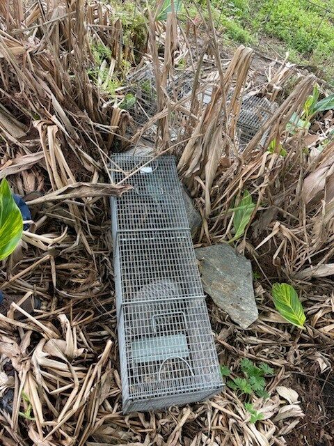 A metal animal trap among dried brown foliage and green plants.