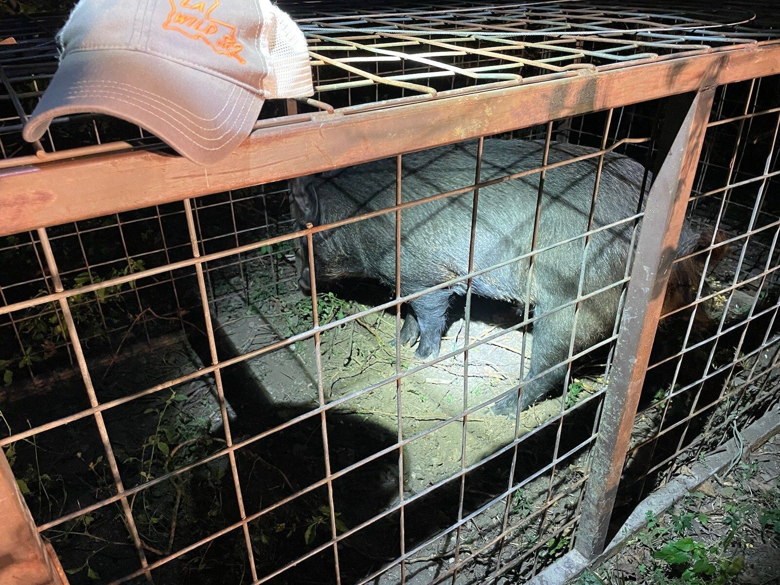 A raccoon inside a metal cage with a hat resting on top.