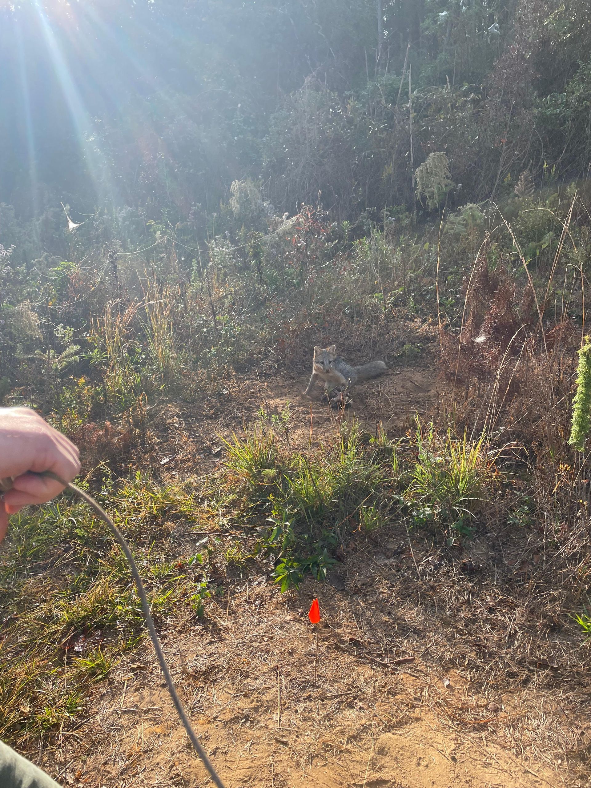 Hand holding rope; orange marker on ground in a sunny, overgrown forest.
