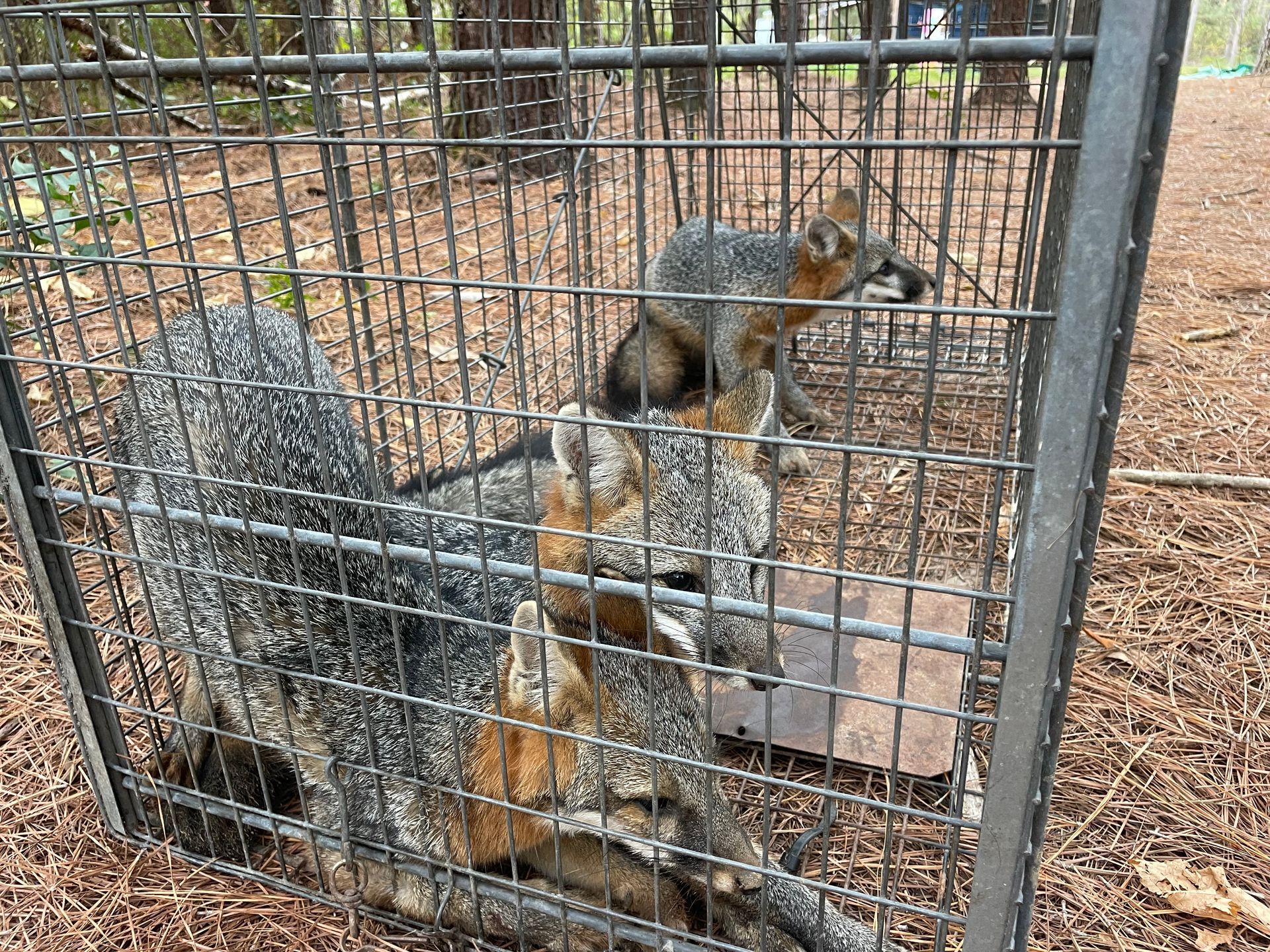 Two gray foxes trapped inside a metal cage, in a wooded area. One fox stands, the other lies.