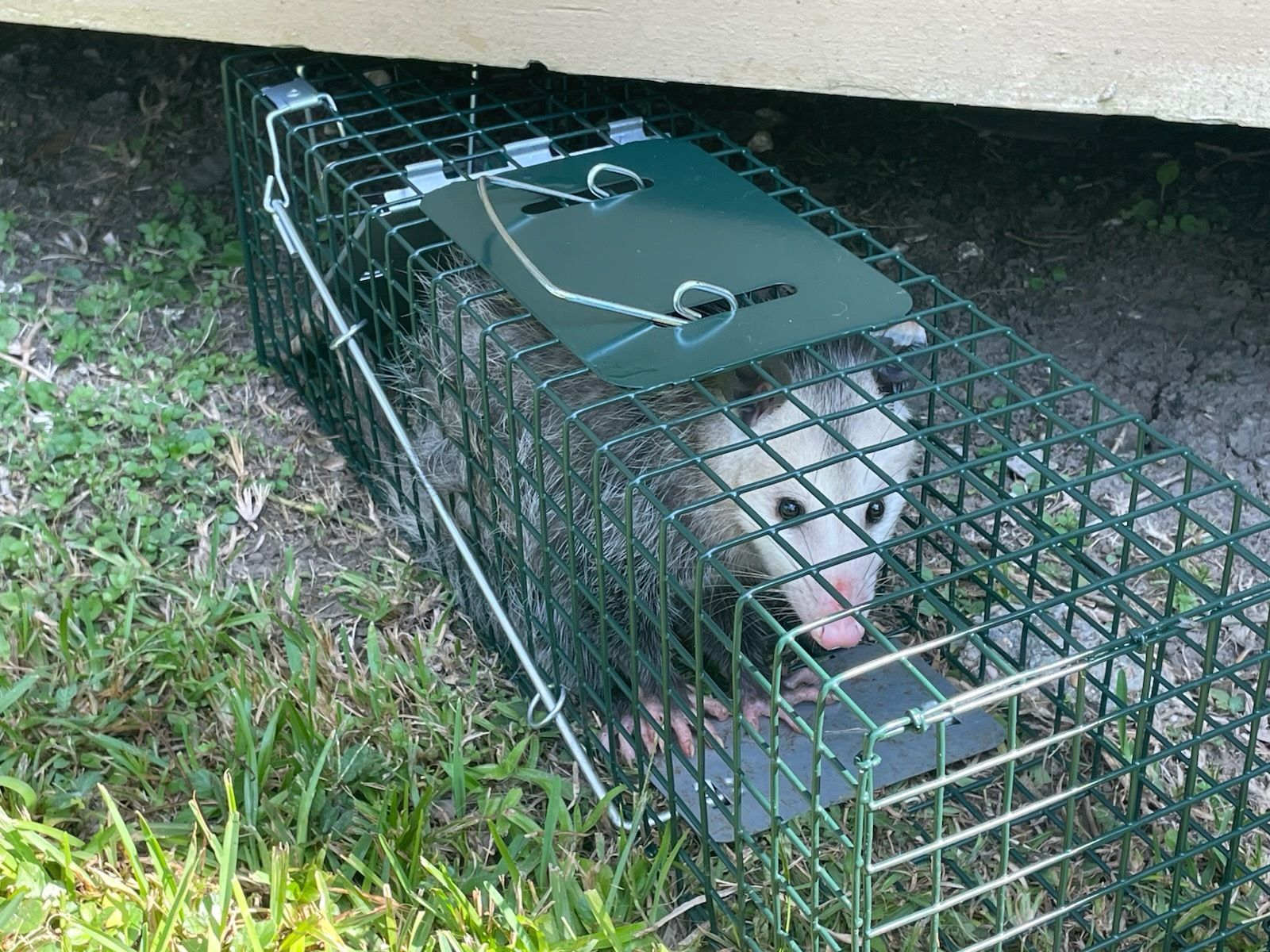 Opossum trapped in a green cage under a white structure, tongue out.