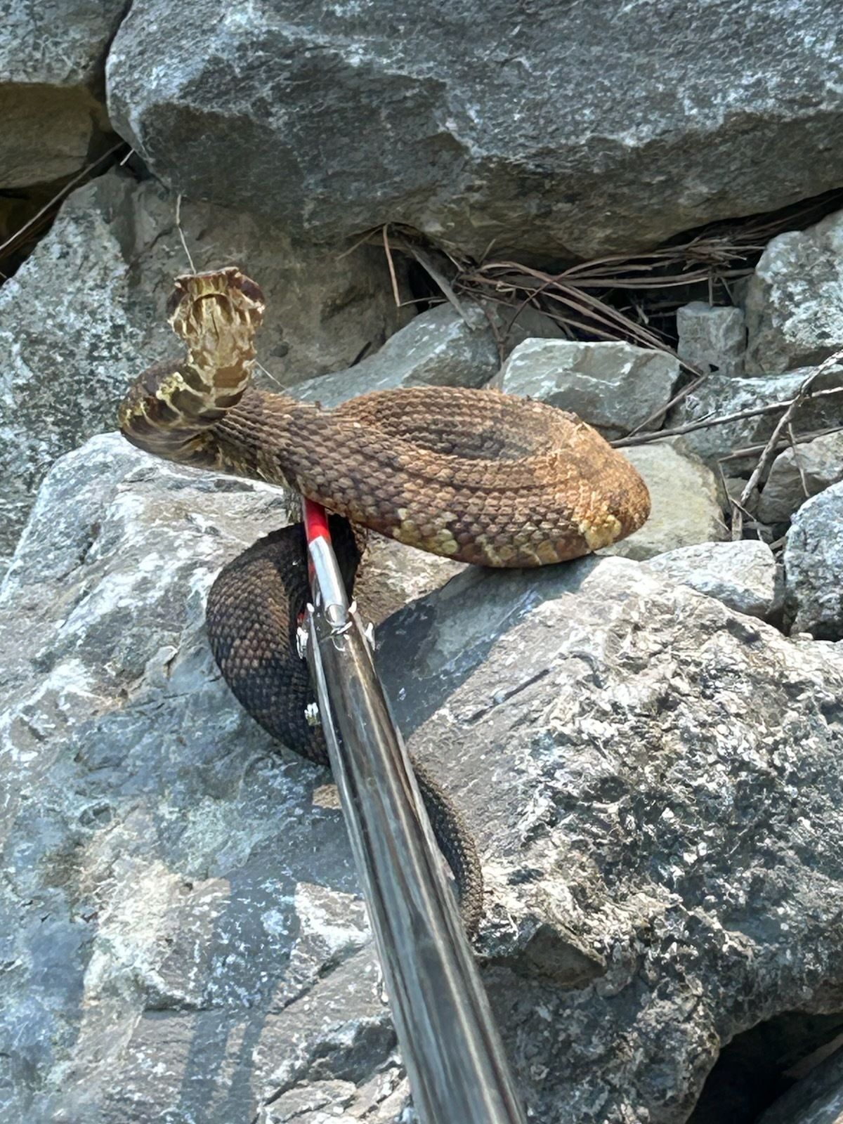 Rattlesnake on rocks, held by tongs. Brown and black snake with raised head.