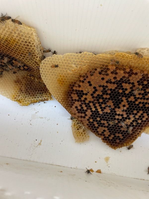 Honeycomb with bees; cells filled with dark and light honey; attached to a white surface.