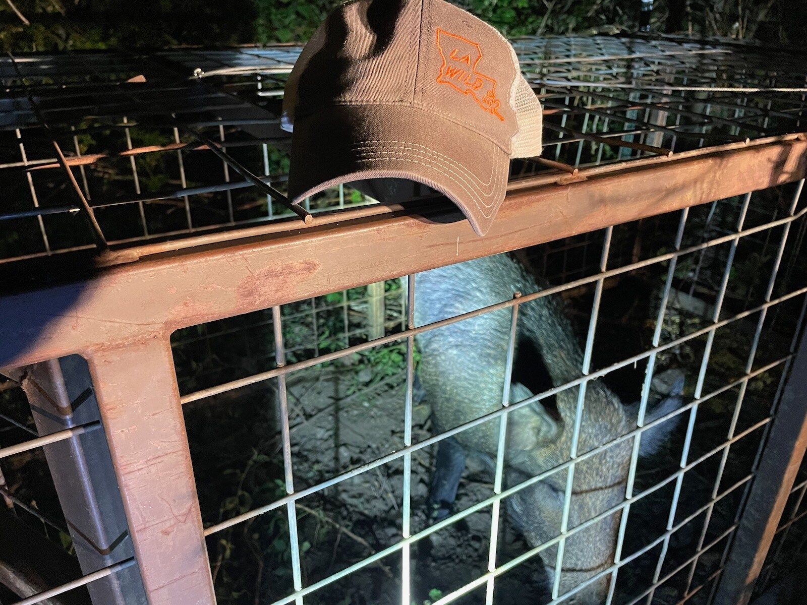 A wild pig trapped in a metal cage, with a hat resting on top. Nighttime setting.