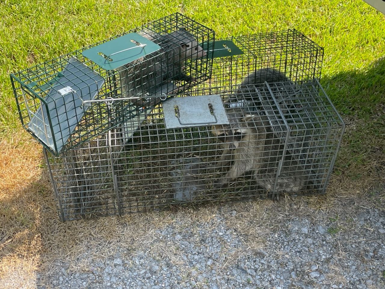 Raccoon trapped inside a metal cage trap on grass and gravel.