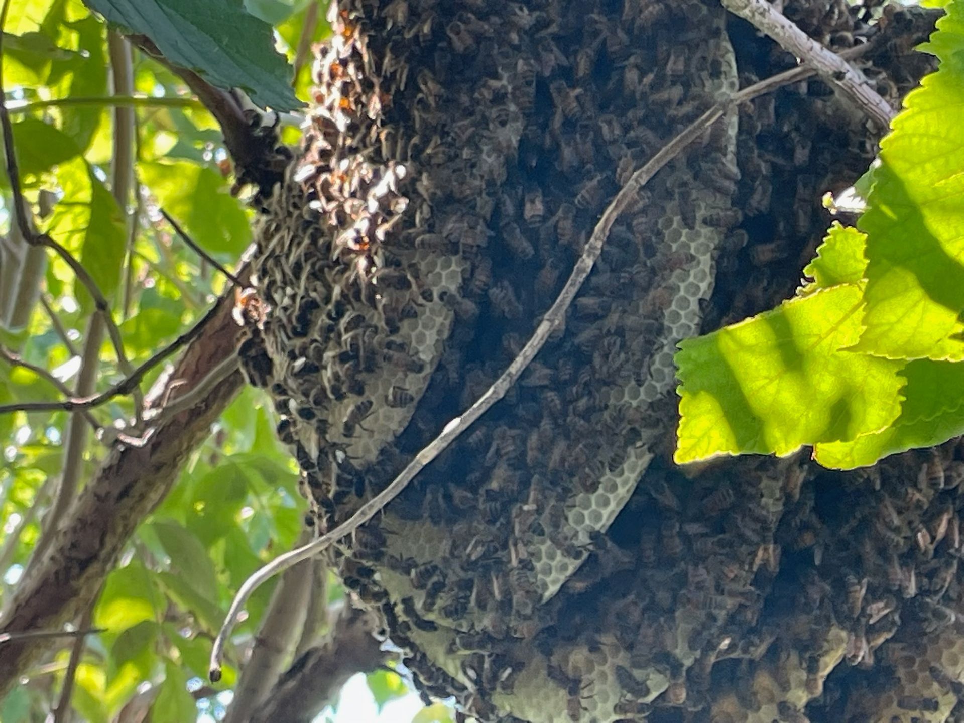 Bee swarm clustered on a tree branch, with visible honeycomb and surrounding leaves.