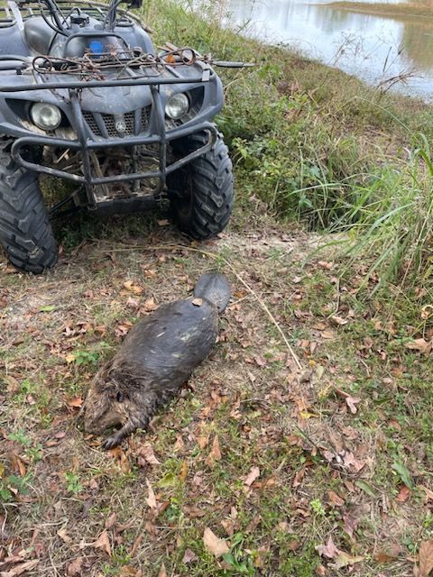 Beaver lying on the ground near an ATV and pond, with a grassy, outdoor setting.
