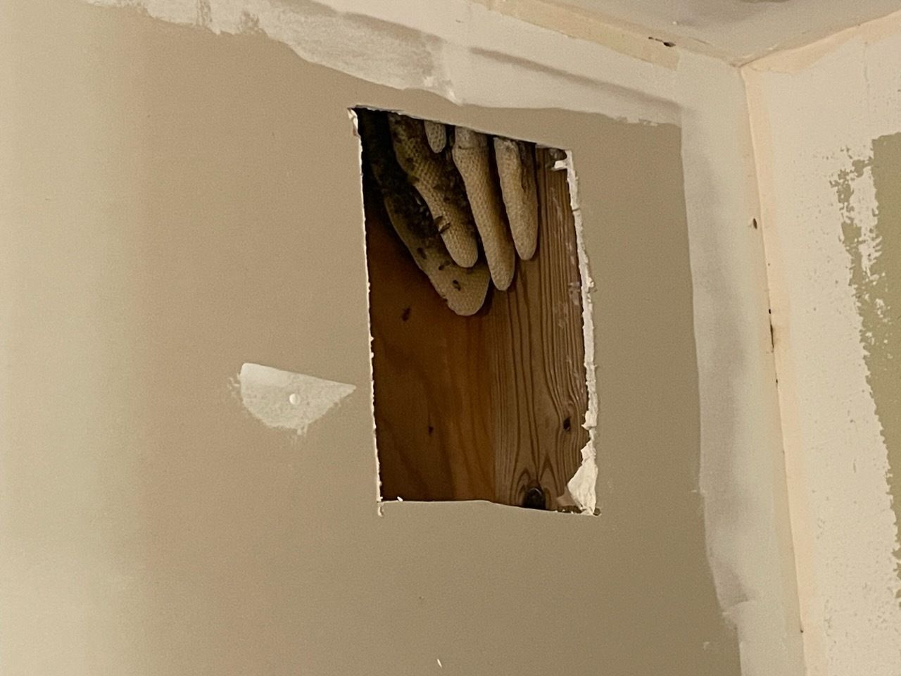 Hole cut in a wall revealing a beehive structure behind drywall.