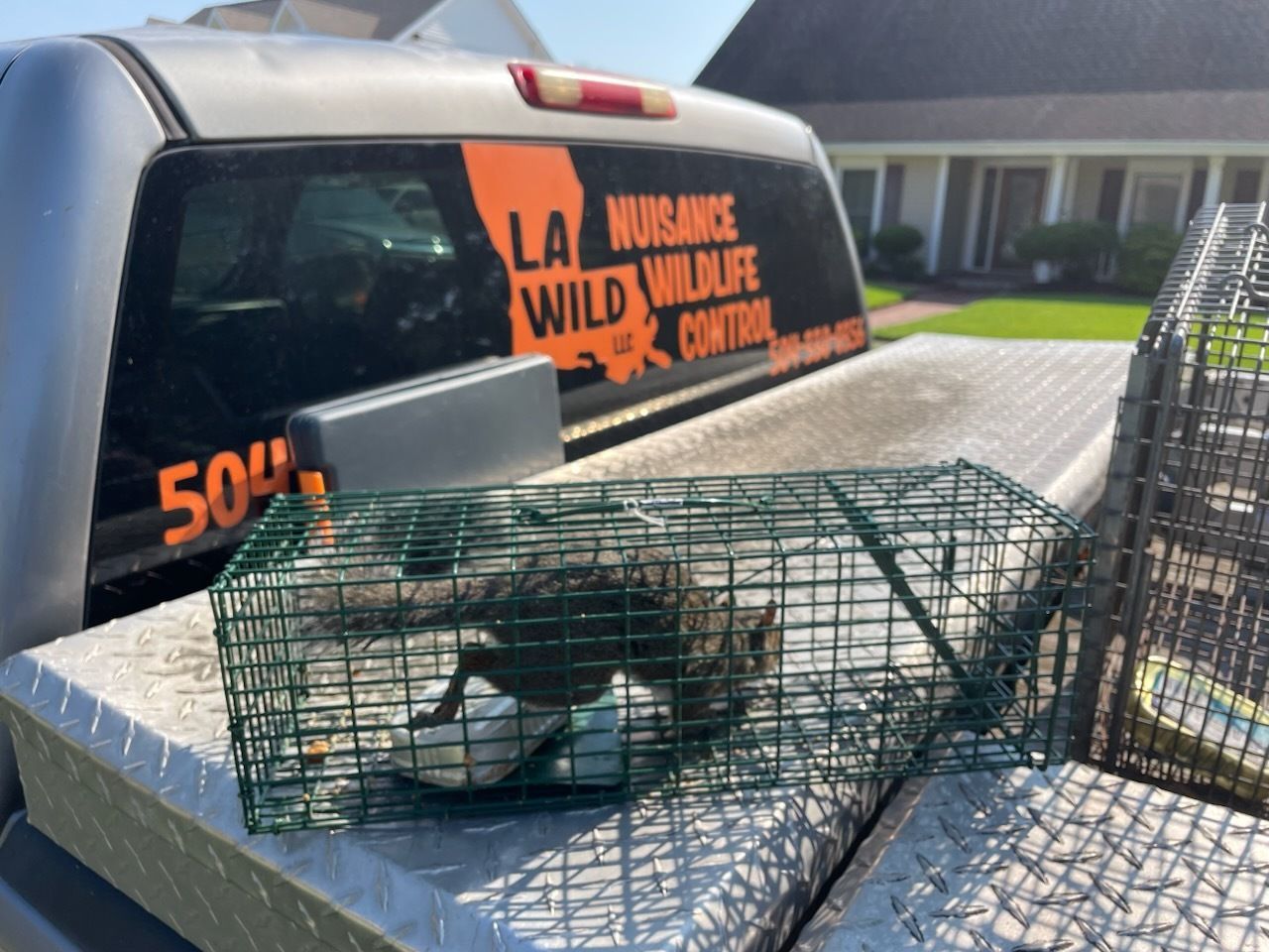 Squirrel trapped in a green wire cage, sitting in the back of a wildlife control truck.