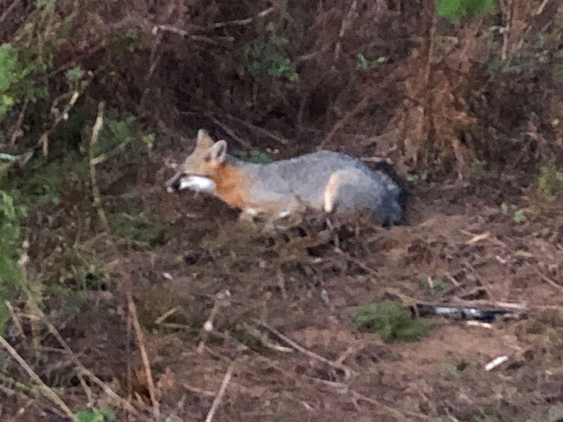 Gray fox resting, carrying a white bird in its mouth, brown foliage.