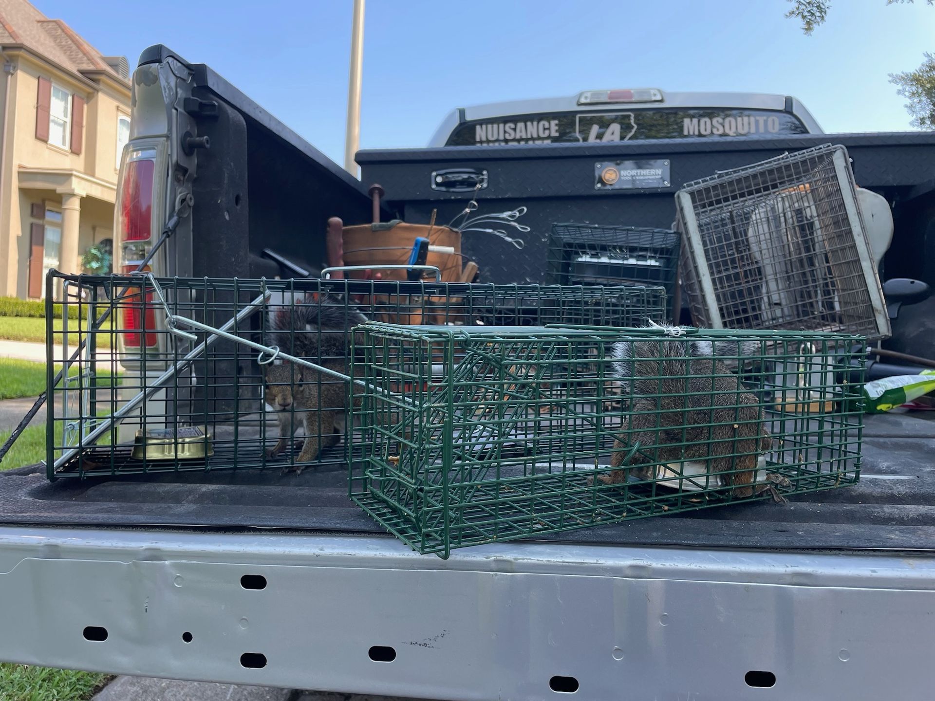 Rear view of a truck bed with multiple animal traps and a toolbox in front of a house.