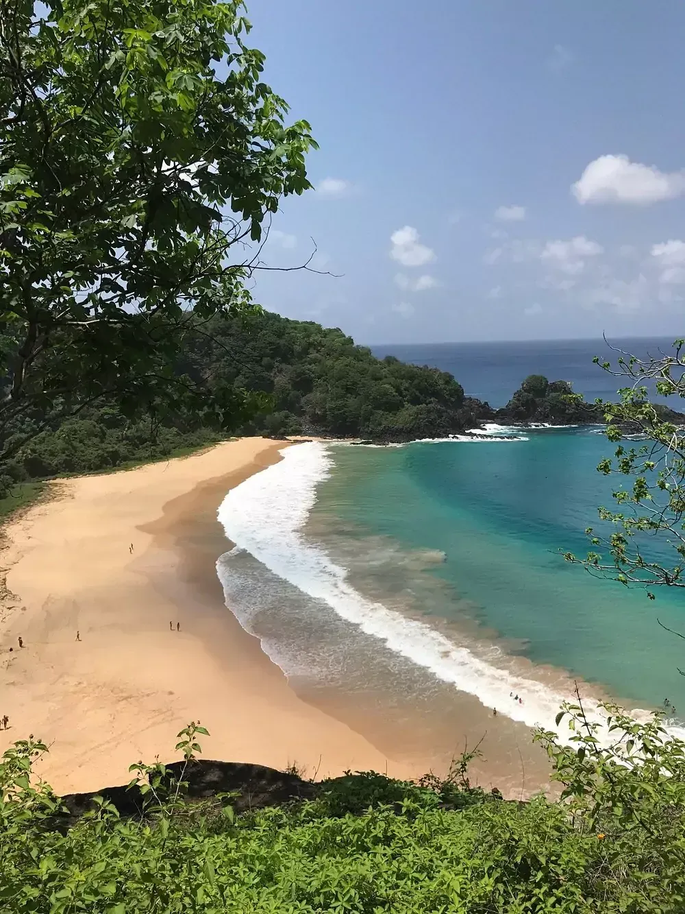 Uma praia com uma árvore em primeiro plano e um corpo de água ao fundo. Pousada Golfinho Fernando de Noronha
