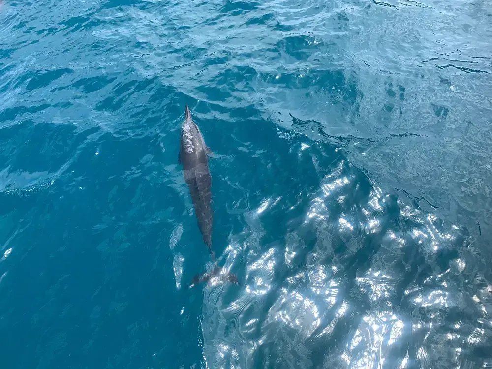 Um golfinho está nadando no oceano perto de um barco. Pousada Golfinho Fernando de Noronha