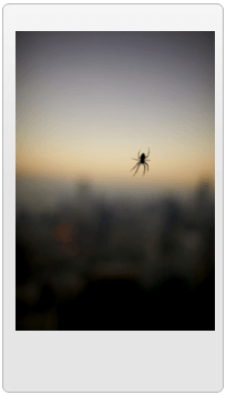Spider — Electronic Pest Control in Yorkville, IL