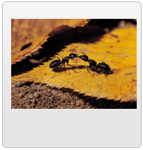 Two Ants in leaves — Pest Control in Yorkville, IL