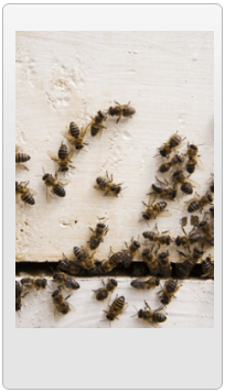 Bees — Exterminator in Yorkville, IL