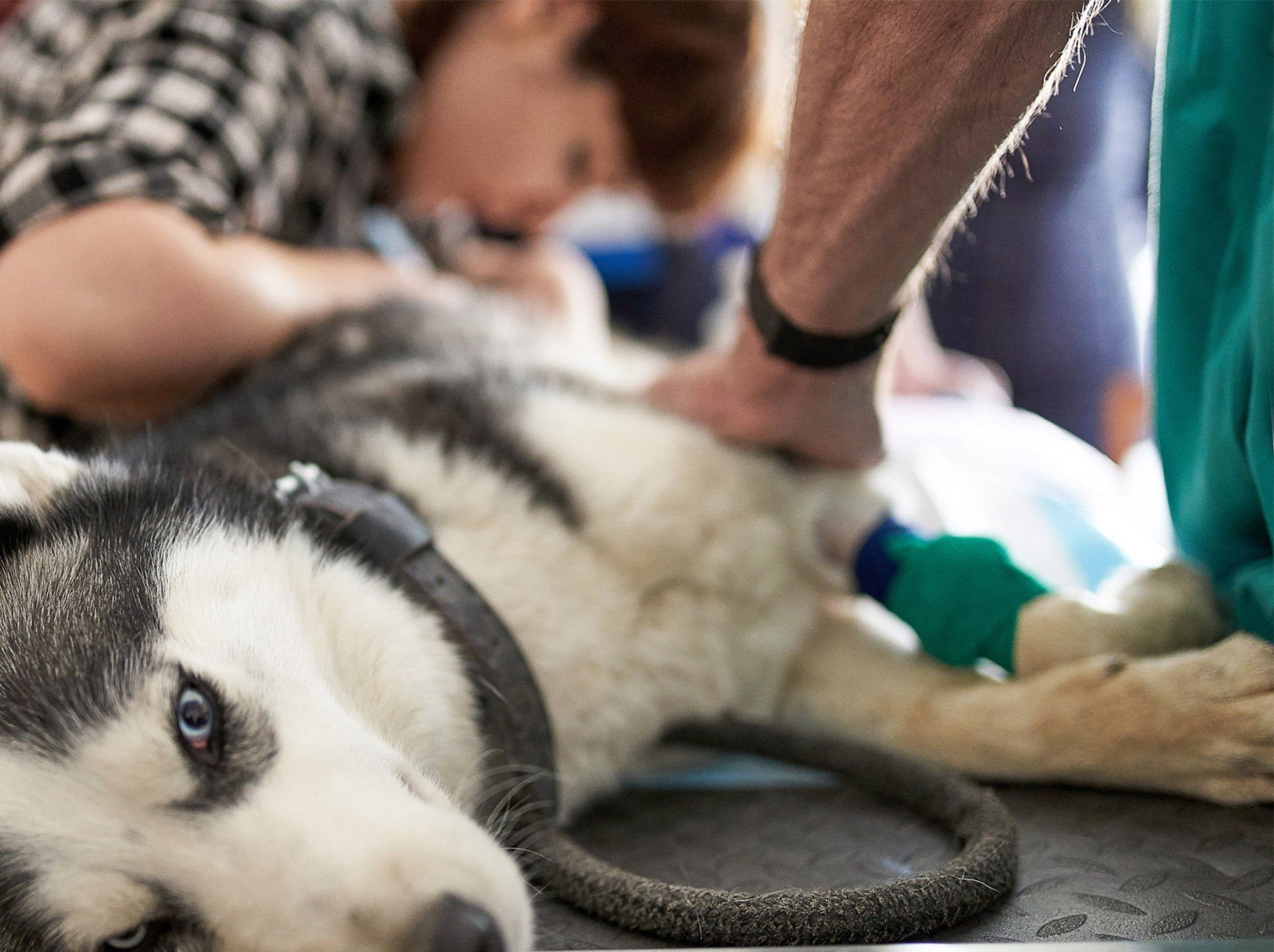 Dog at Ultrasound Diagnostic — Semmes, AL — Animal Care of Mobile County
