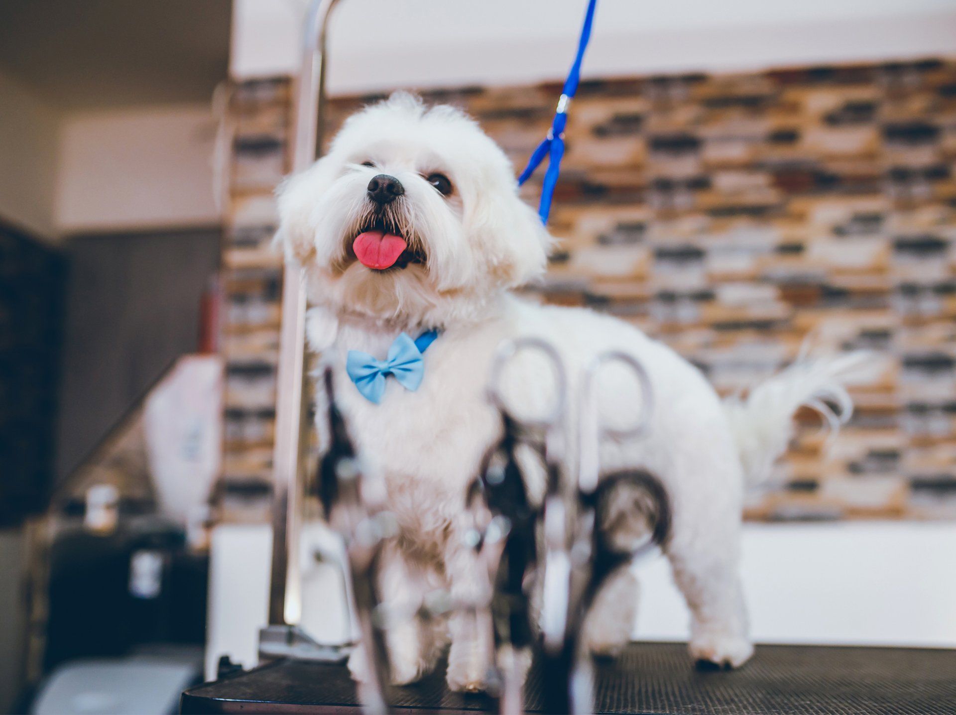 Maltese Dog at Grooming Salon — Semmes, AL — Animal Care of Mobile County