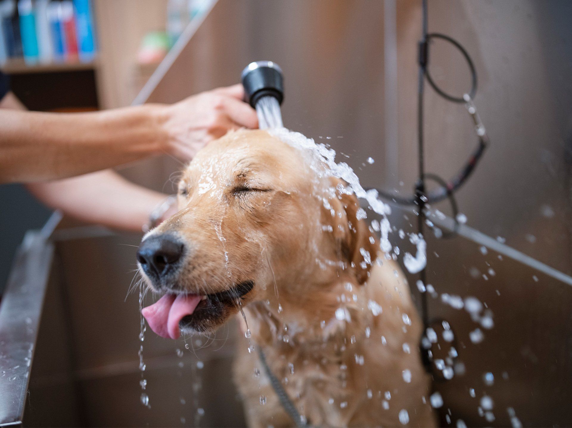 Golden Retriever Taking A Shower — Semmes, AL — Animal Care of Mobile County