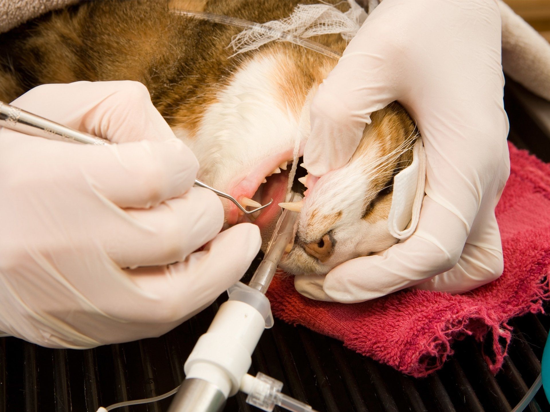 Cat Teeth Cleaning — Semmes, AL — Animal Care of Mobile County