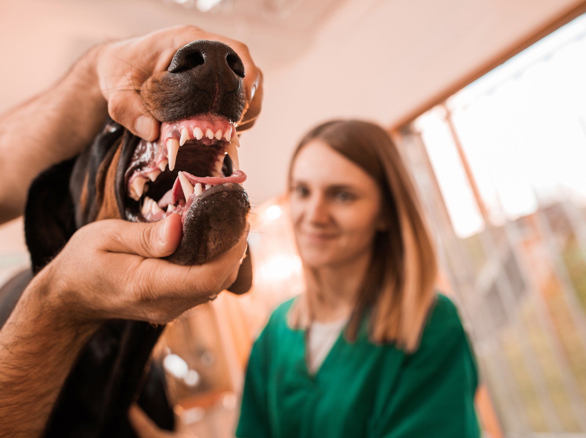Dog at Dental Examination — Semmes, AL — Animal Care of Mobile County