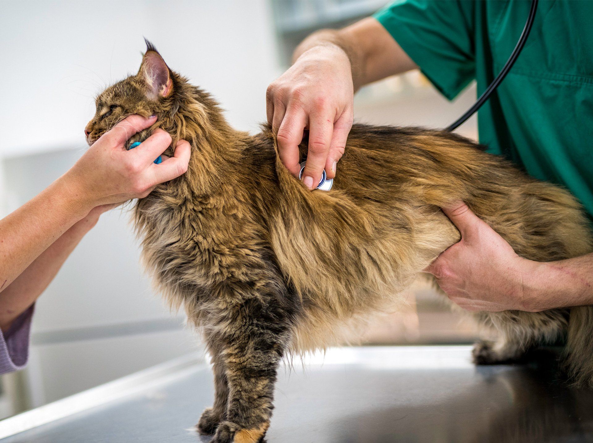 Cat Getting Heartbeat Checked — Semmes, AL — Animal Care of Mobile County