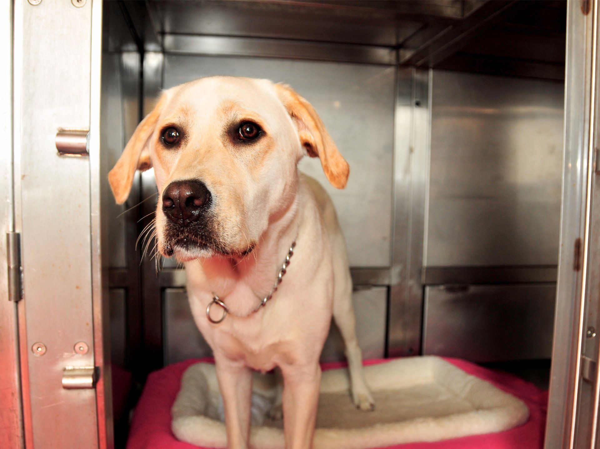 Labrador Retriever Standing in Kennel — Semmes, AL — Animal Care of Mobile County