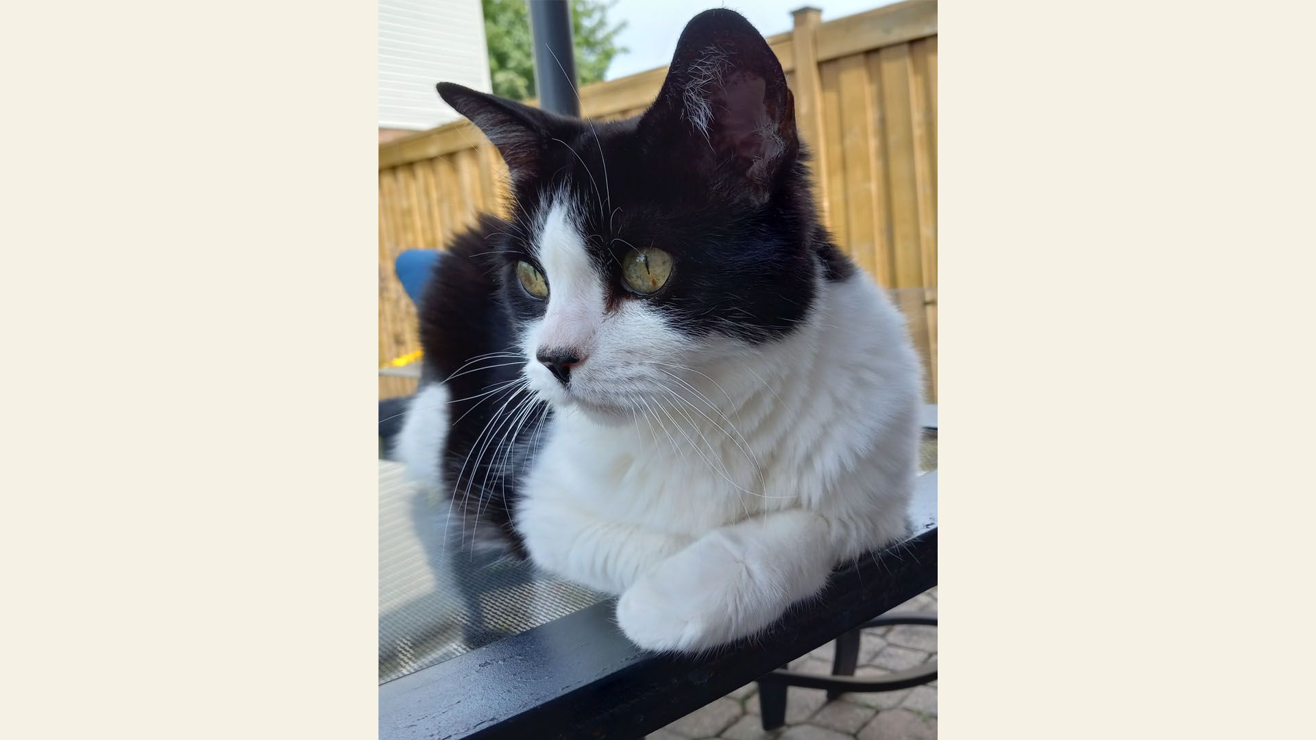 Vet Clinic in Markham & Unionville, ON Animal Hospital