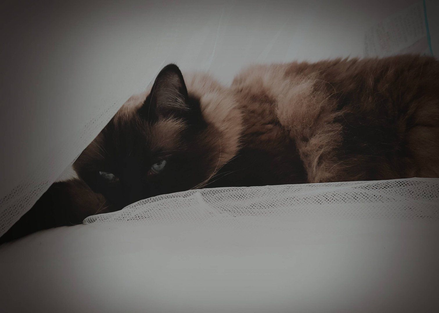 Photo of gray siamese cat. 